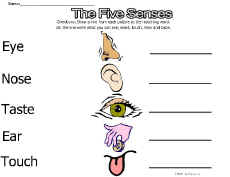 Science-Five Senses Worsheets